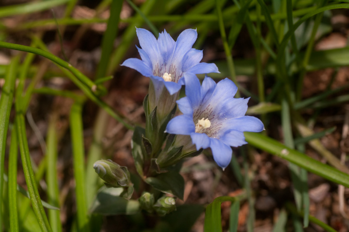 Gentiana zollingeri tfhE