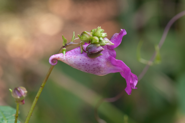 Impatiens textori ctl\E Touch-me-not