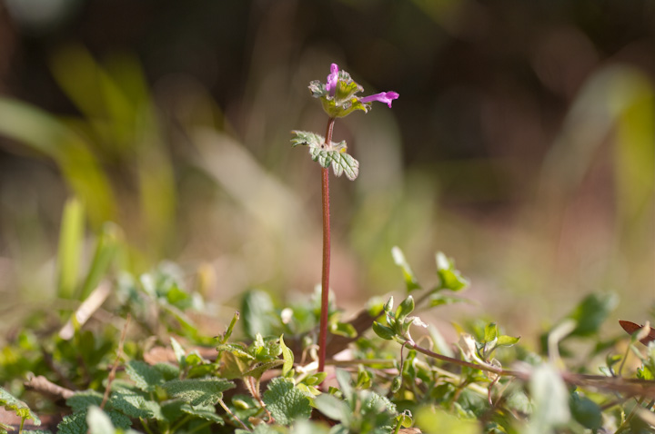 zgPmU Lamium amplexicaule