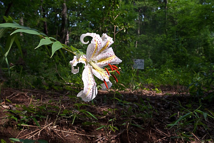 } Lilium auratum