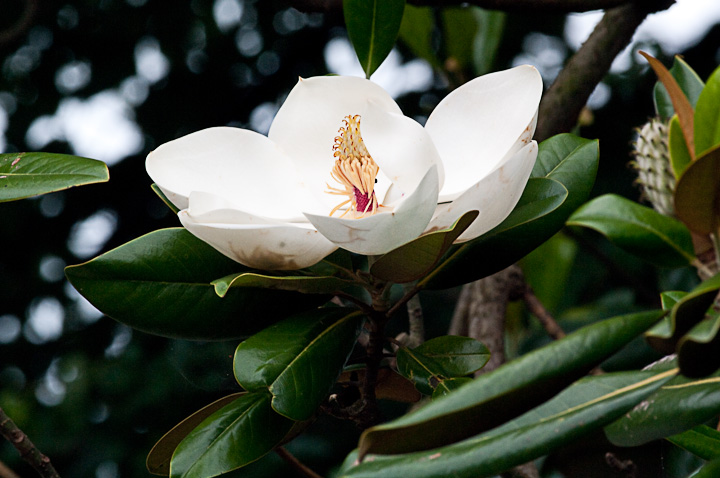 Magnolia grandiflora ^CT{N