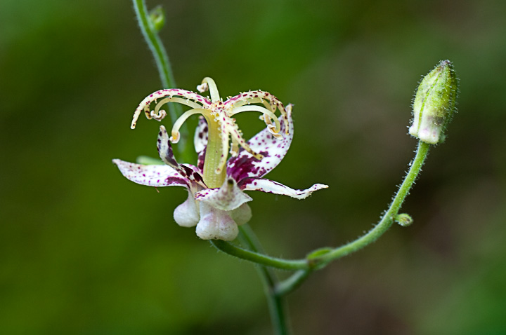 zggMX Tricyrtis hirta 