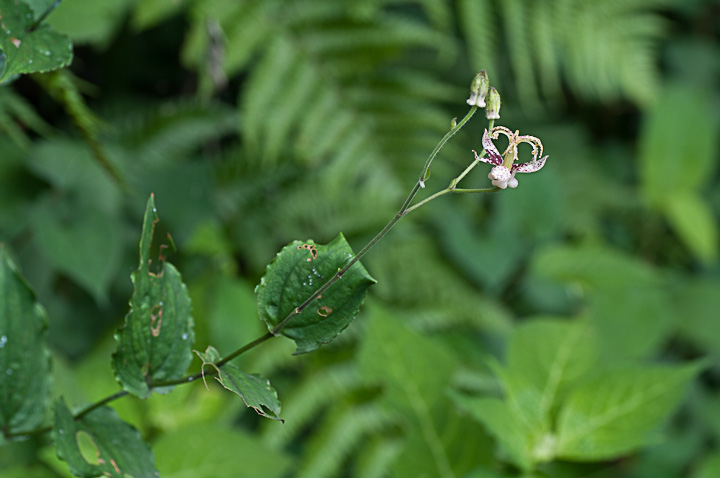 zggMX Tricyrtis hirta 