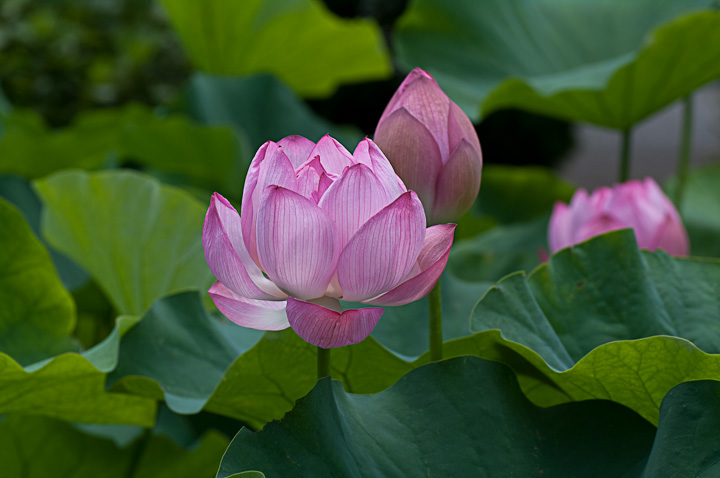 Nelumbo nucifera nX