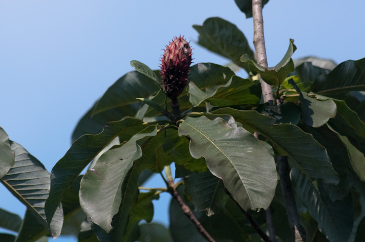 zImL Magnolia obovata