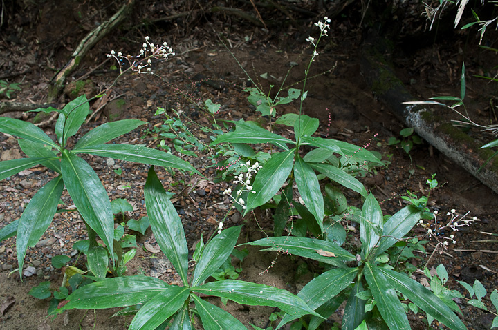 Pollia japonica u~EK