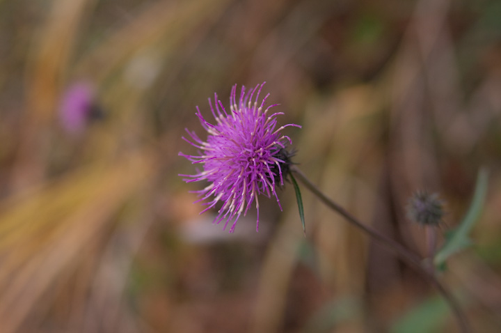 mnAU~  Cirsium tanakae