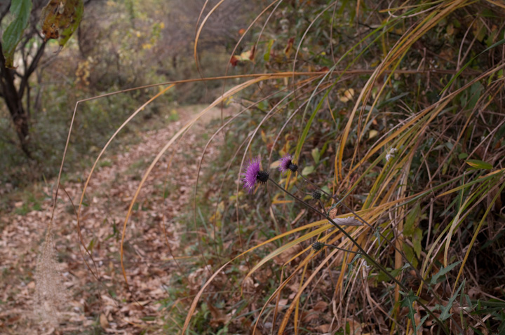 mnAU~  Cirsium tanakae