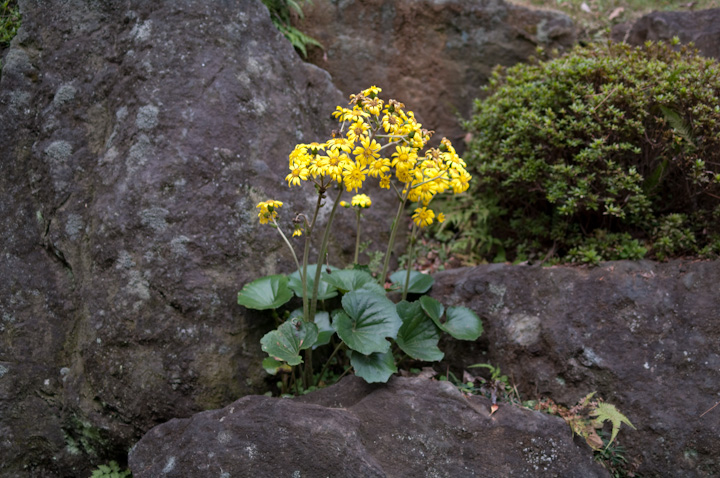 cuL Farfugium japonicum