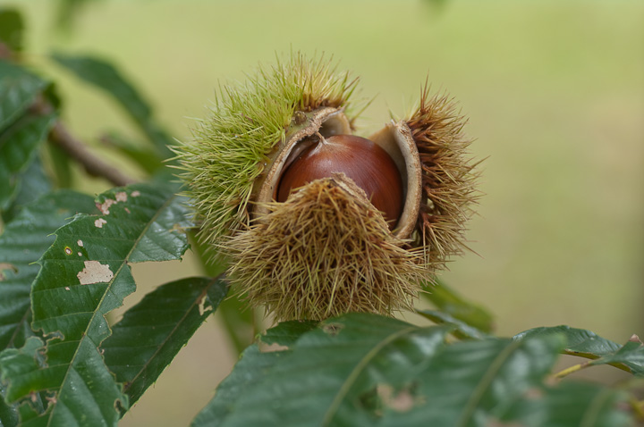 Castanea crenata jzO