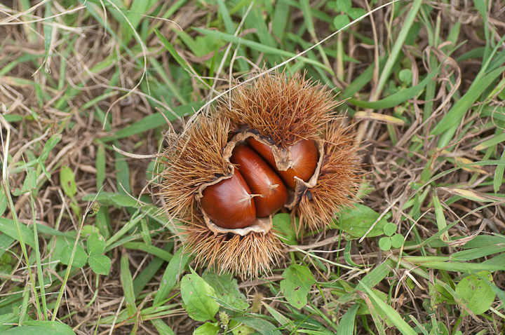 Castanea crenata jzO