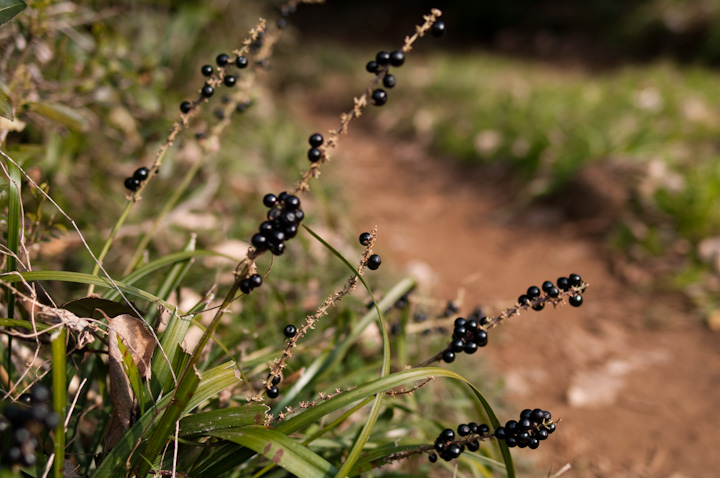 u Liriope muscari