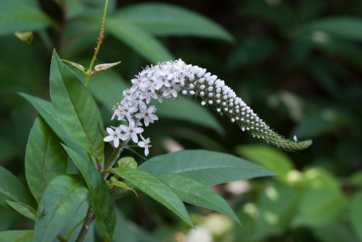 IJgmI Lysimachia clethroides