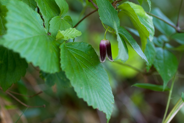 Clematis japonica nVEd