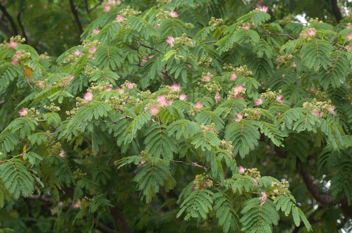 Albizia julibrissin lmL