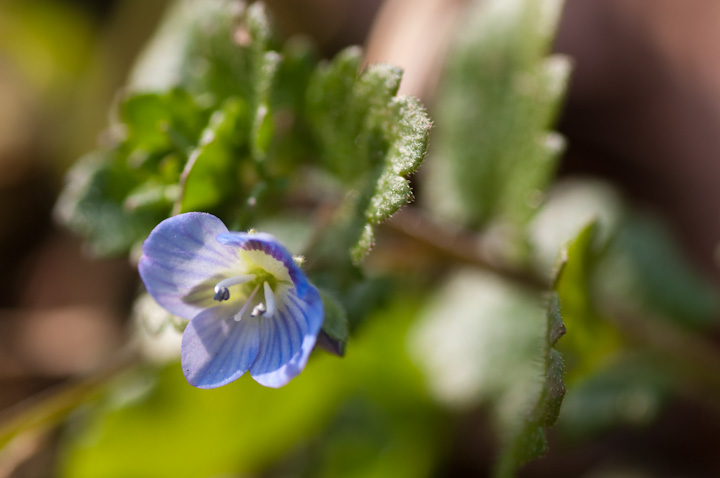 IICkmtO Veronica persica