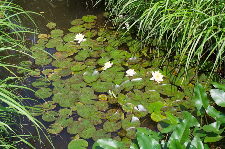 Nymphaea tetragona qcWOT