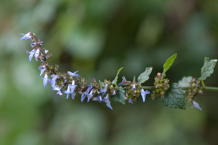 }nbJ Plectranthus inflexus