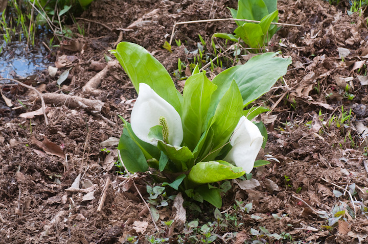 ~YoVE Lysichiton camtschatcense