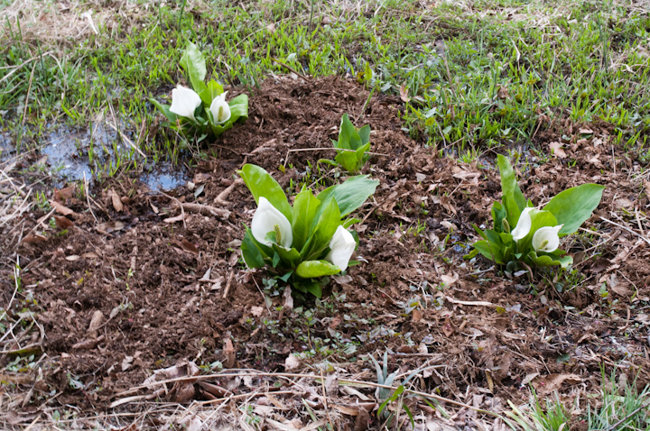 ~YoVE Lysichiton camtschatcense