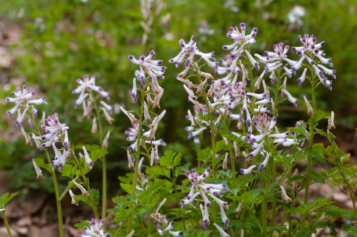 Corydalis incisa TLP}