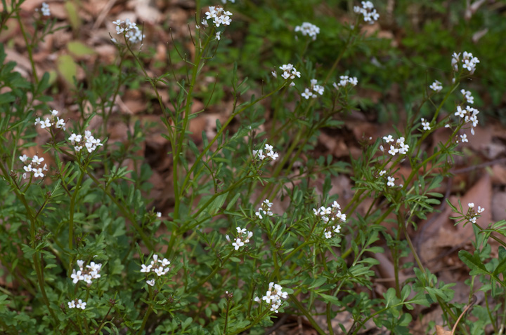 ^lcPoi Cardamine scutata