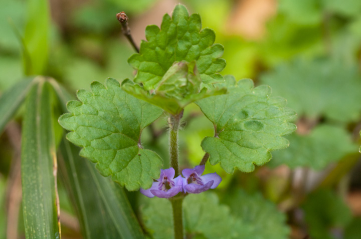 JLhIV Glechoma hederacea