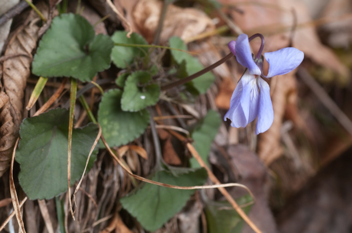 Viola mandshurica X~