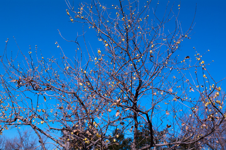 Chimonanthus praecox EoC