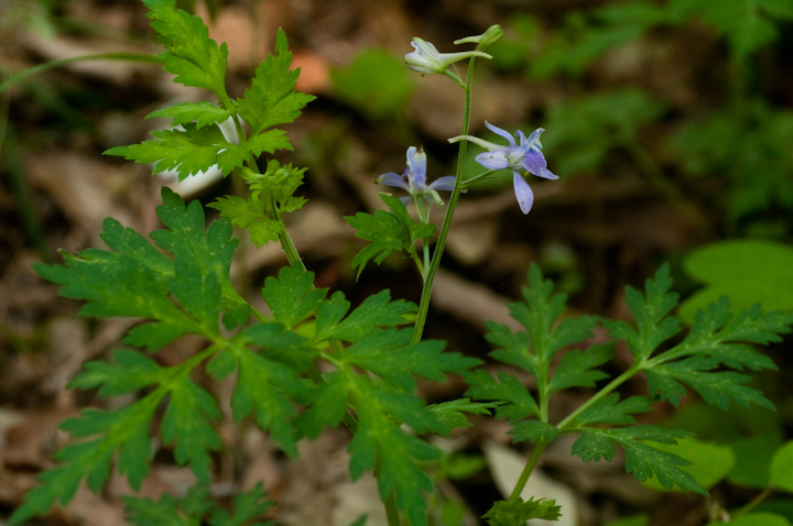 ZoqG\E Delphinium anthriscifolium