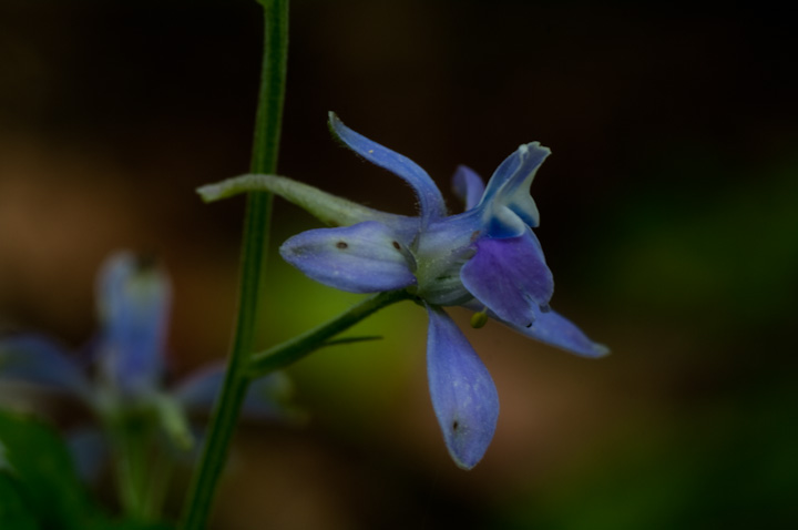 ZoqG\E Delphinium anthriscifolium