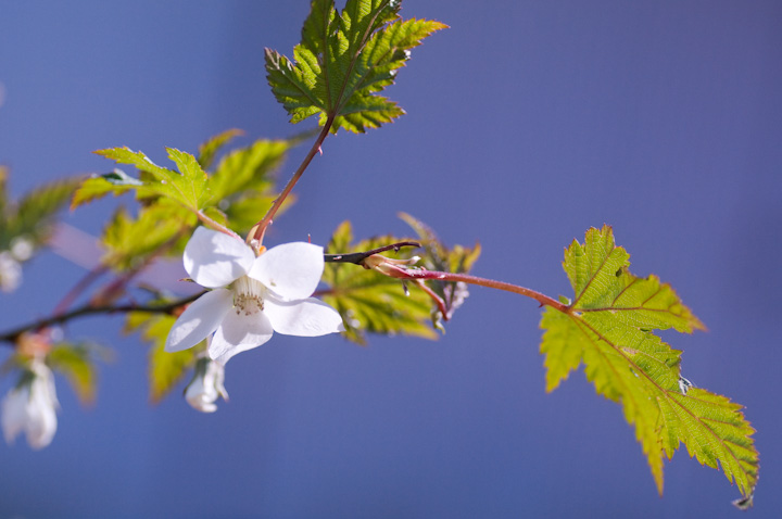 ~WC`S Rubus palmatus