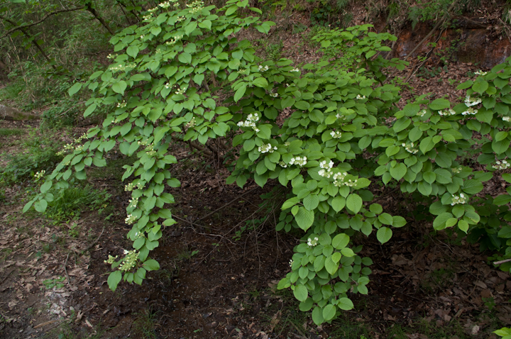 Hydrangea serrata }AWTC