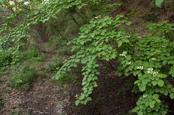 Hydrangea serrata }AWTC