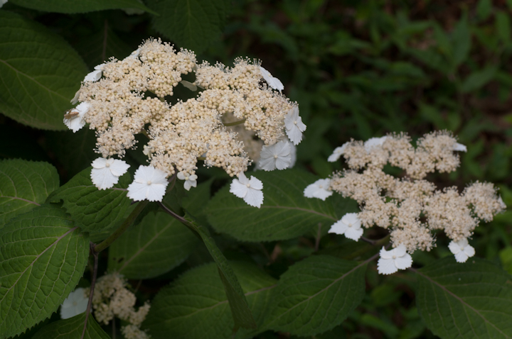 }AWTC Hydrangea serrata