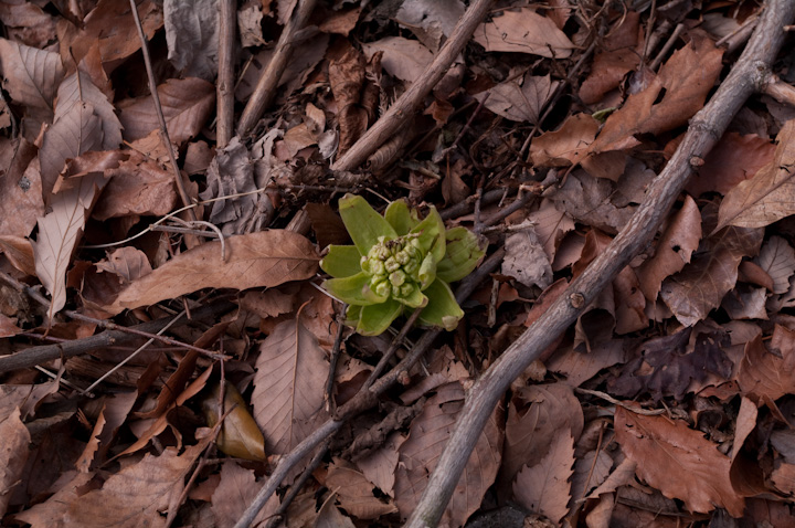 Petasites japonicus tL