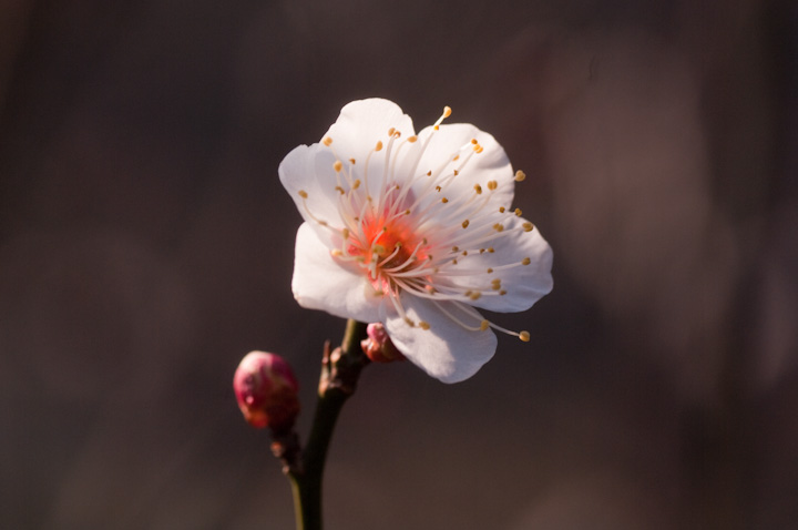 Prunus mume E