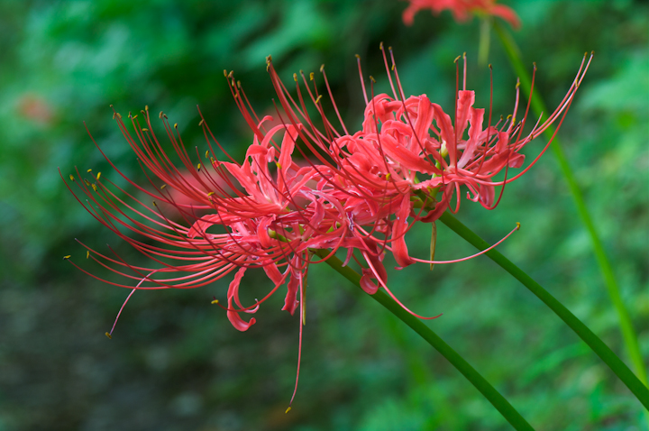 Lycoris radiata	Red Spider lily	qKoi