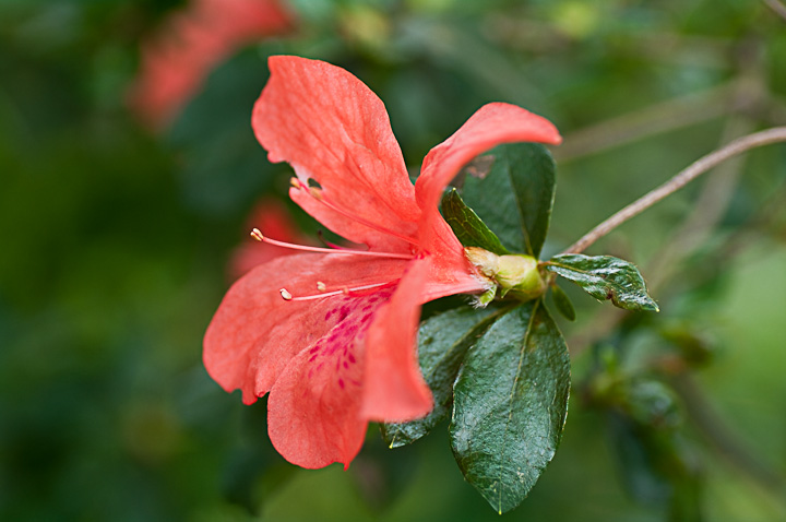 Rhododendron ccW