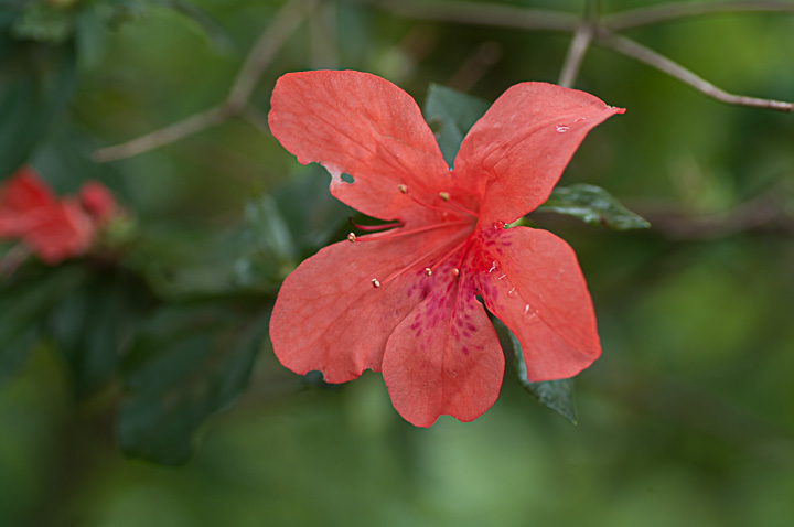 Rhododendron ccW