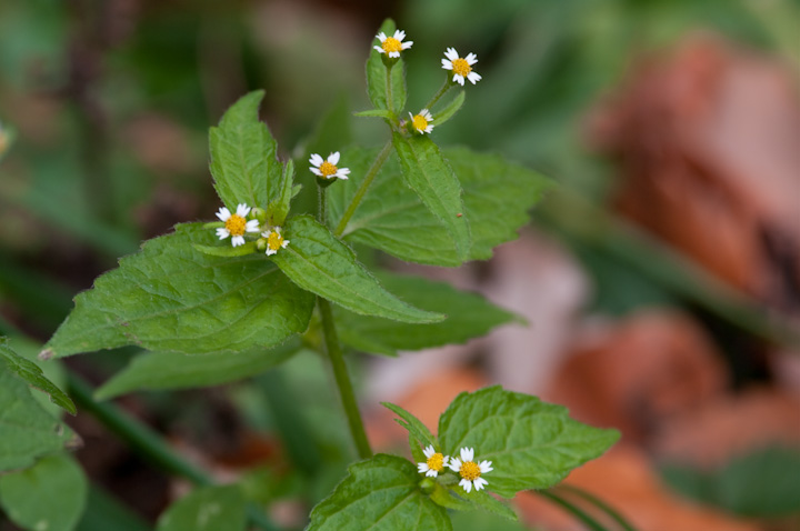 Galinsoga ciliata nL_MN