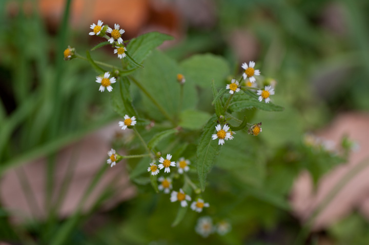 Galinsoga ciliata nL_MN