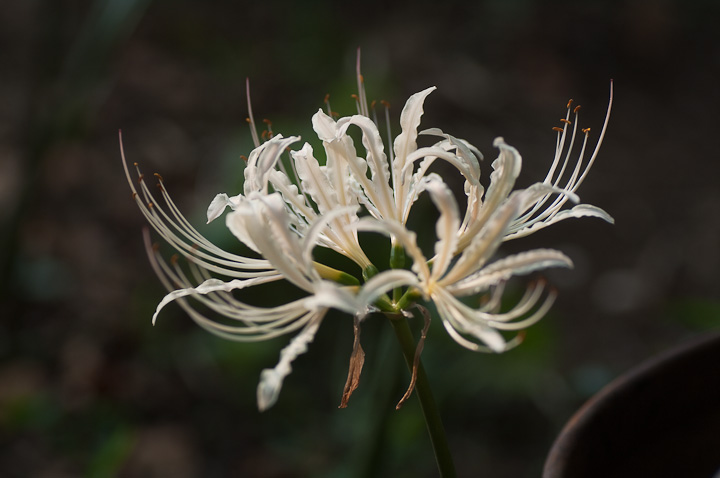 qKoi Lycoris radiata 