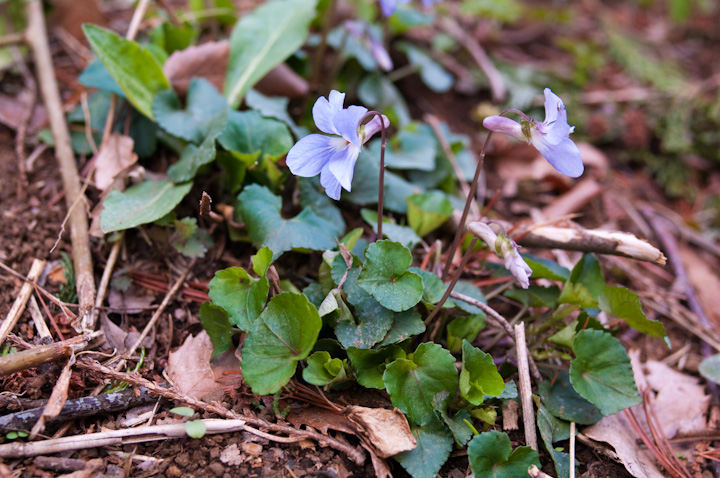 Viola grypoceras ^`c{X~