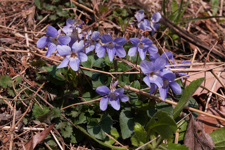 Viola grypoceras ^`c{X~