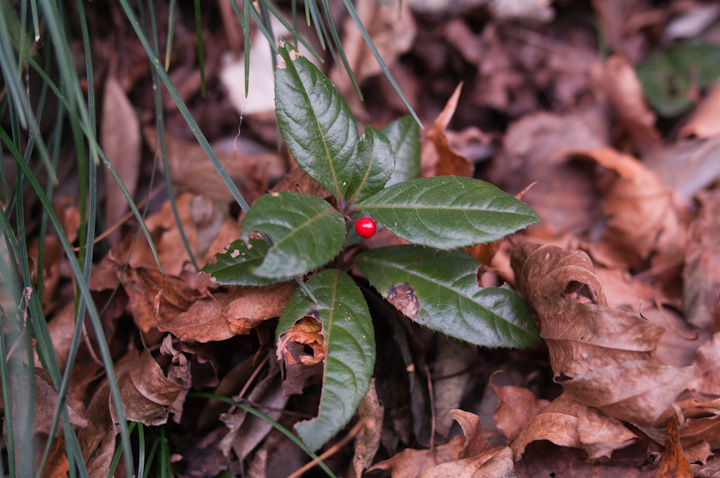 uREW Ardisia@japonica