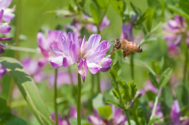 Astragalus sinicus QQ