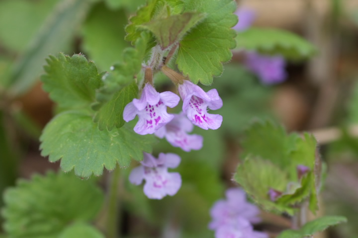 Glechoma hederacea JLhIV
