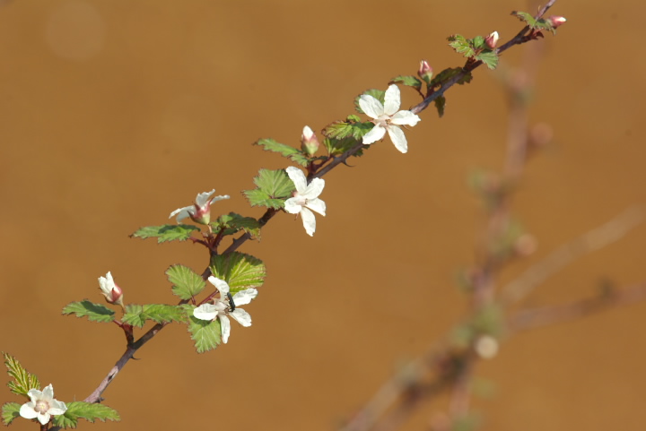 Rubus microphyllus jKC`S