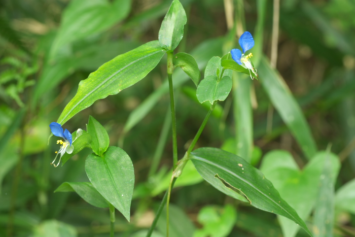 cNT Commelina communis